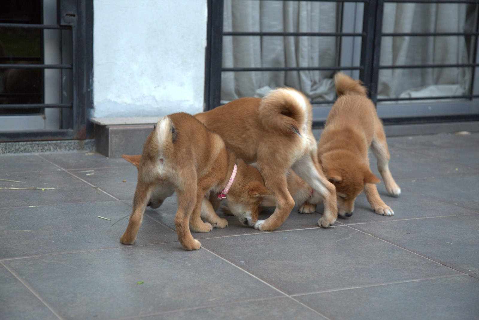 cachorritos shiba inu jugando