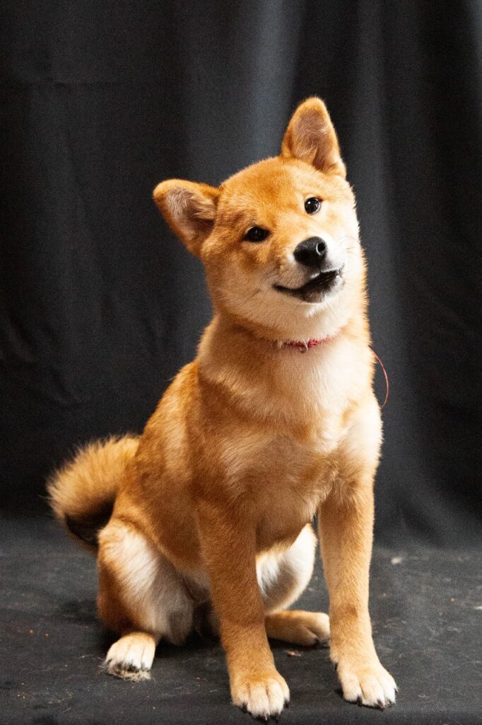 Un hermoso cachorrito shiba inu rojo!