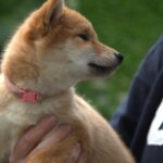 cachorro shiba inu mirando al costado