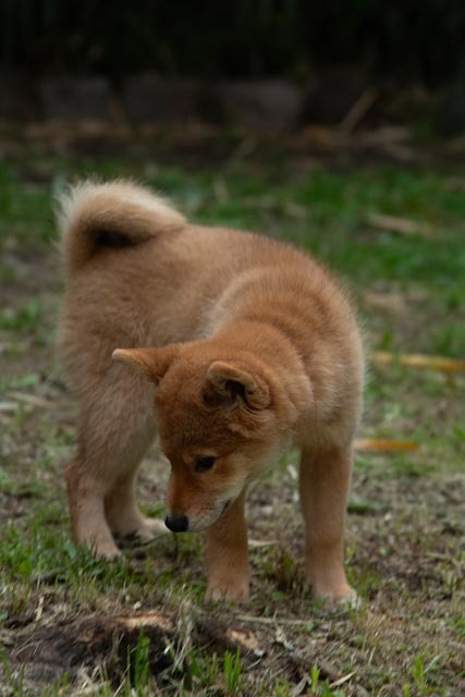 cachorro shiba rojo inu oliendo el pasto