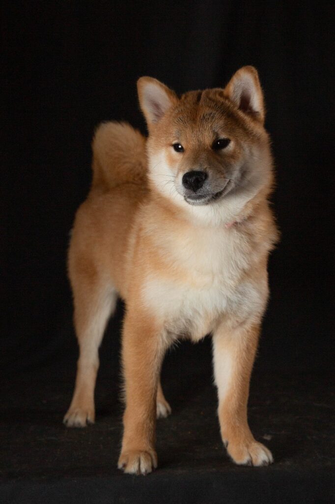 hermoso cachorro shiba inu parado con fondo oscuro