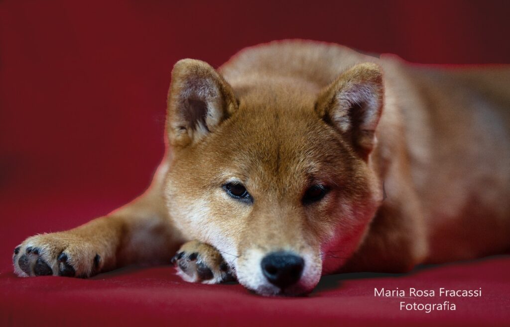 shiba inu fondo rojo por la fotógrafa María Rosa Fracassi