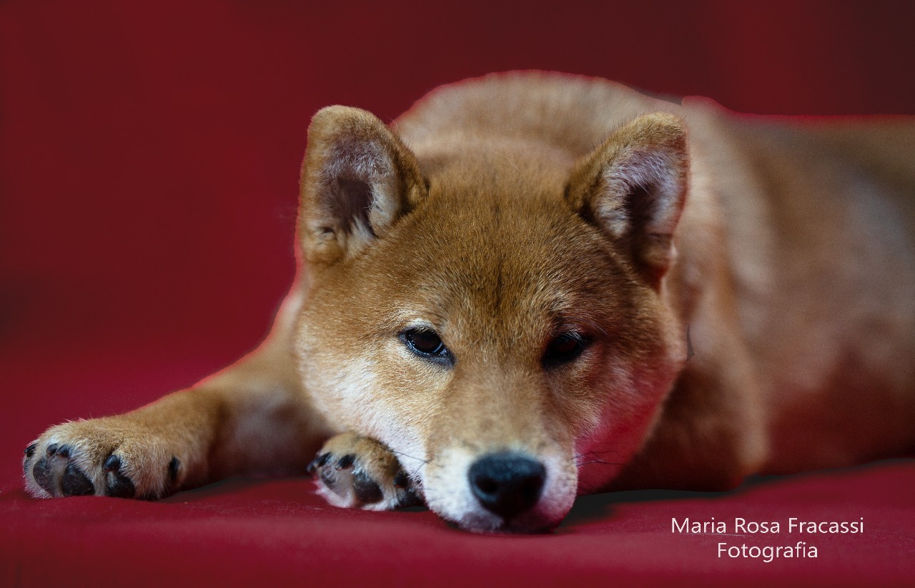 shiba inu fondo rojo por la fotógrafa María Rosa Fracassi