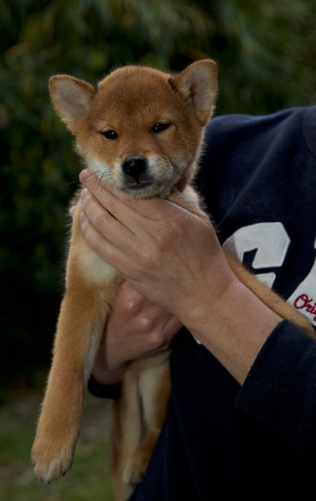 shiba inu rojo sostenido